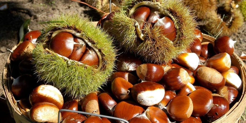 i benefici delle castagne